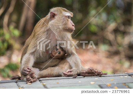 Mother monkey with her cute baby in nature of Thailand 23776961