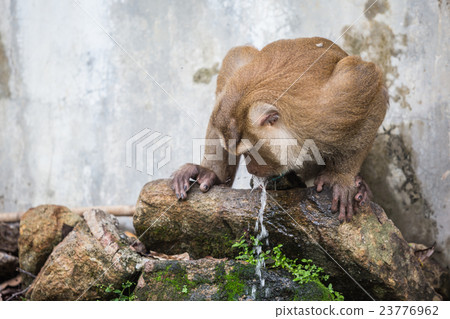 Monkey drinking water from blue pipe 23776962