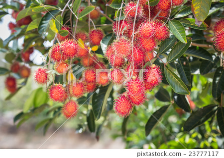 Rambutan on tree. Rambutan sweet delicious fruit in Thailand 23777117