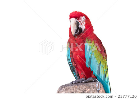 Close up colorful parrot macaw isolated on white 23777120