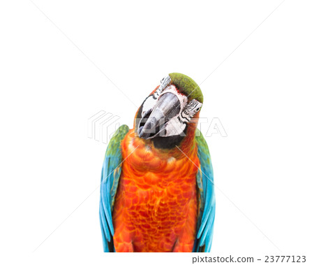 Close up colorful parrot macaw isolated on white 23777123