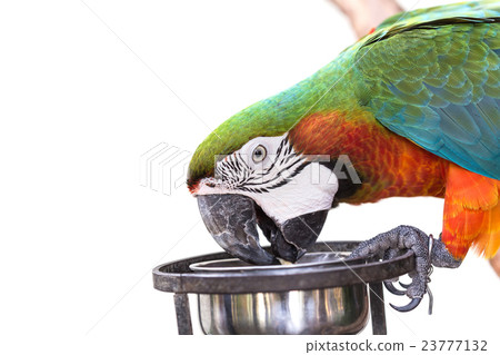 Close up colorful parrot macaw isolated on white 23777132