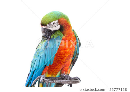 Close up colorful parrot macaw isolated on white 23777138