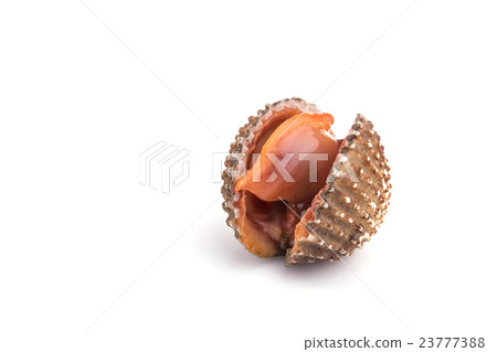 Raw blood cockle isolated on white background 23777388