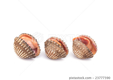 Raw blood cockle isolated on white background Raw blood cockle isolated on white background 23777390