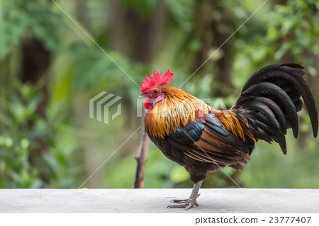 Beautiful chicken in the nature of Thailand 23777407