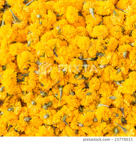 Pattern pile of yellow marigold flowers for background 23778015