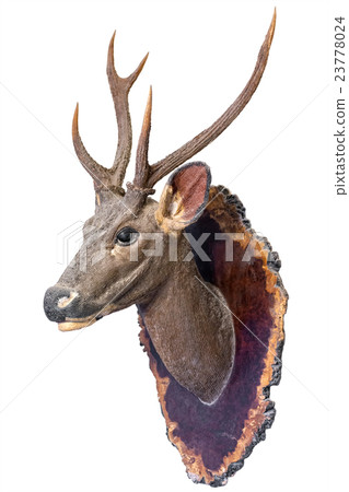 Deer head model Deer head model 23778024