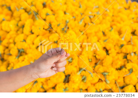 Hand holding yellow marigold flowers and pile of flowers Hand holding yellow marigold flowers and pile of flowers 23778034