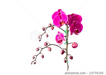 Close up violet orchid isolated on white 23778183