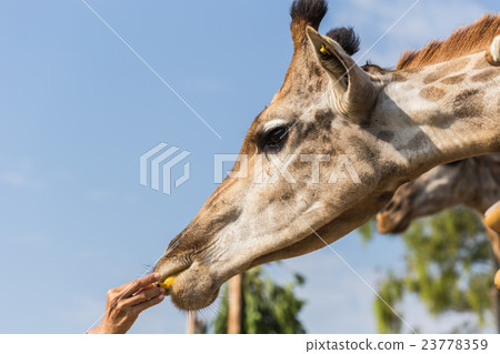Portrait of a curious giraffe on blue sky background 23778359