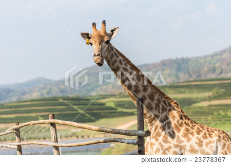 Portrait of a curious giraffe on blue sky background Portrait of a curious giraffe on blue sky background 23778367