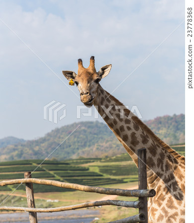 Portrait of a curious giraffe on blue sky background 23778368