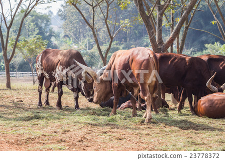 Group of brown Watusi Cows in the farm at Chiang Rai 23778372