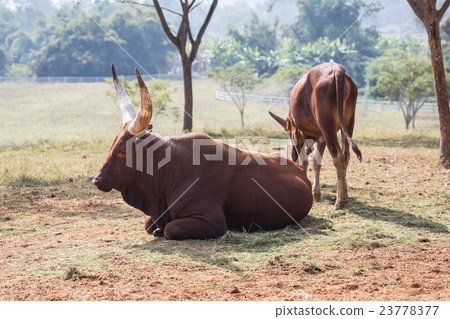 Group of brown Watusi Cows in the farm at Chiang Rai 23778377