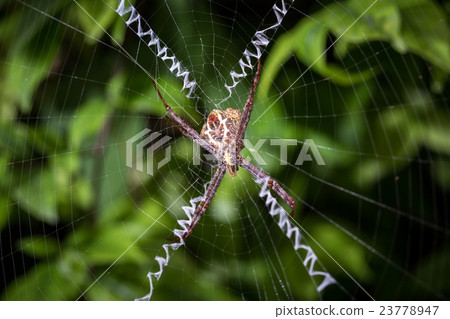 Close up spider on web in the garden Close up spider on web in the garden 23778947