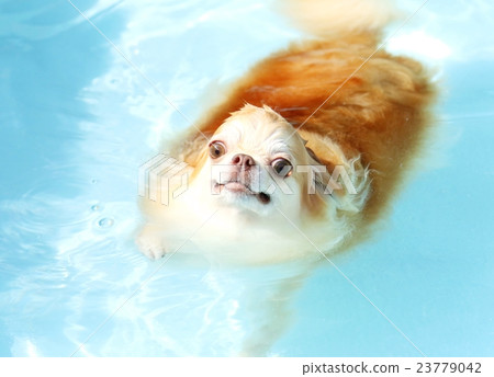 Pool play Chihuahua 23779042