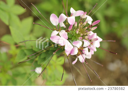  Cleome 23780382
