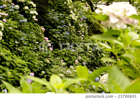 Hydrangea Hana Hydrangea Hana 23780691