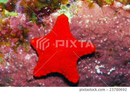 Starfish 23780692