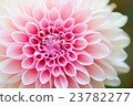 花 23782277