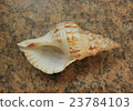 Sea shell 23784103