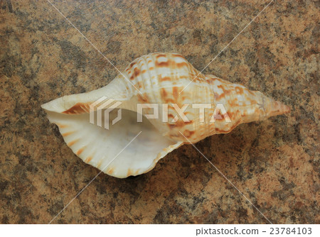 Sea shell 23784103