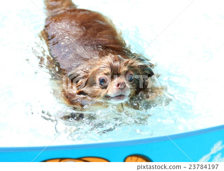 池玩吉娃娃 23784197