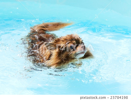 Pool play Chihuahua 23784198