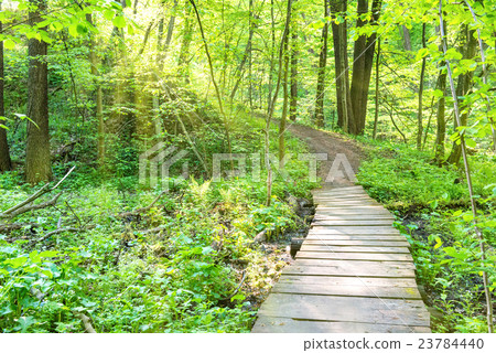 Bridge in the sunny green forest Bridge in the sunny green forest 23784440