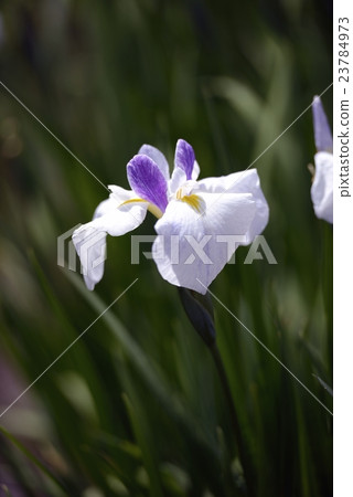 Icon of Dear Fallen Icon of Dear Fallen 23784973