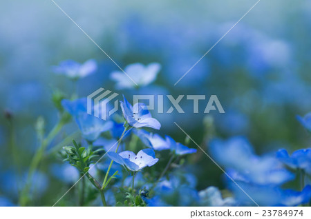 Nemophila Nemophila 23784974