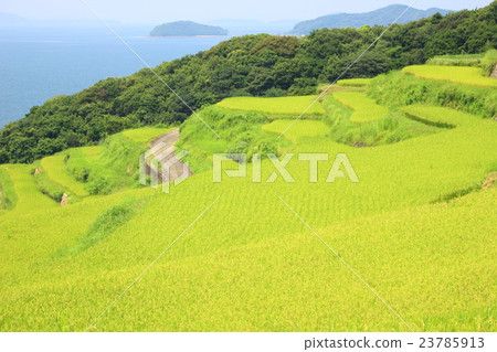 Rice terraces Rice terraces 23785913