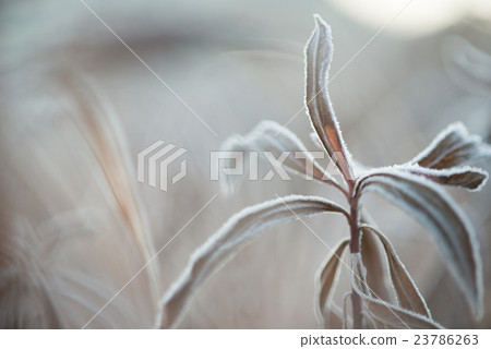 磨砂的枯葉 磨砂的枯葉 23786263