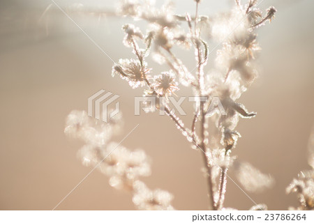 Dead leaves and morning frost in winter Dead leaves and morning frost in winter 23786264