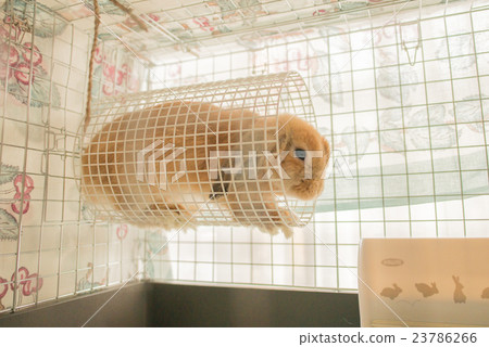 Usagi in the cage Usagi in the cage 23786266