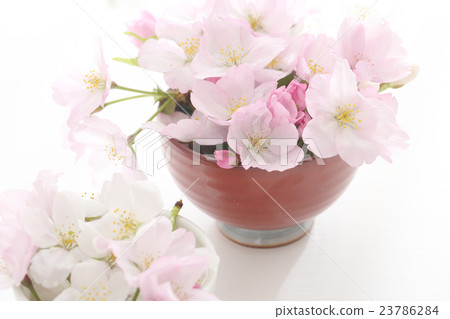 Cherry Blossoms	 23786284