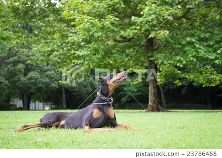 在公園放鬆的杜賓犬 在公園放鬆的杜賓犬 23786468