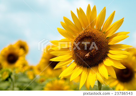sunflower	 23786543