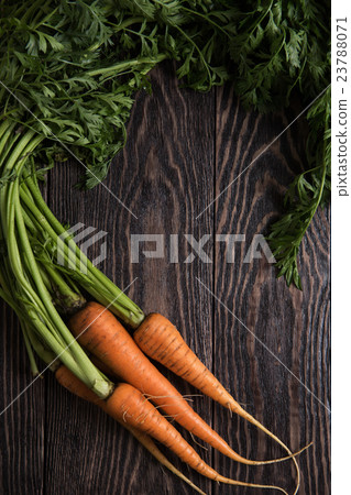 Freshly grown carrots 23788071