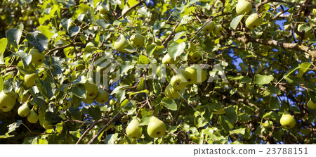 Green pears Green pears 23788151