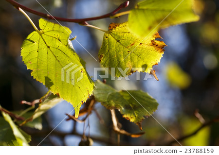 autumn autumn 23788159
