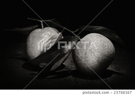 mandarins mandarins 23788167