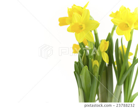 daffodils daffodils 23788232