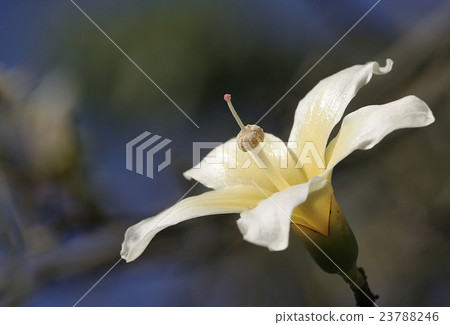 white flower white flower 23788246