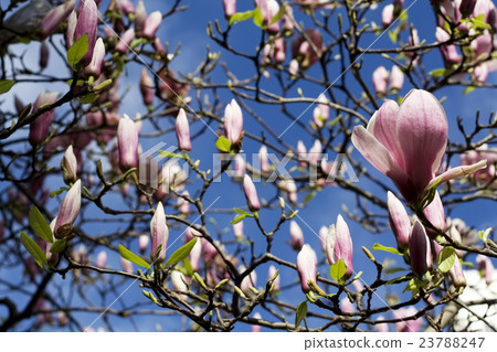 BOUNTIFUL BEAUTIFUL MAGNOLIAS BOUNTIFUL BEAUTIFUL MAGNOLIAS 23788247