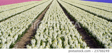 hyacinth fields hyacinth fields 23788249