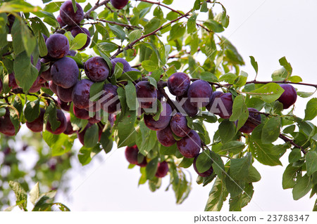 plum fruit garden in summer 23788347