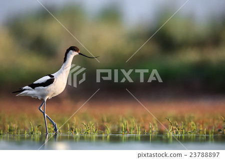 Pied avocet walking in swamp 23788897