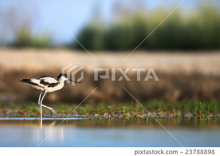 Pied avocet walking in swamp Pied avocet walking in swamp 23788898